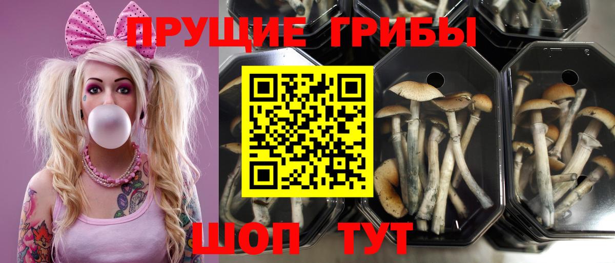 Псилоцибиновые грибы Psilocybine cubensis  Вход с VPN  Псилоцибиновые грибы Psilocybine cubensis  Лениногорск 